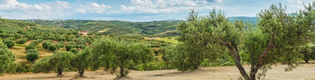 Оливковая роща в Португалии Оливковая роща в Португалии