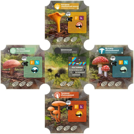 Грибы и корни