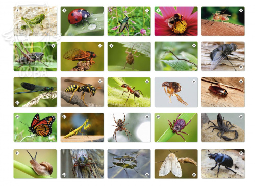 Мемо Мир насекомых и не только