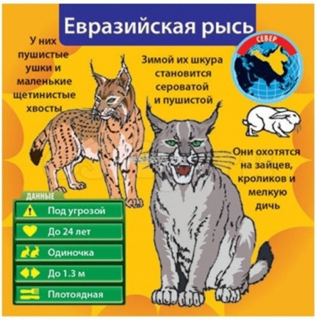 Сундучок знаний BrainBox: В мире животных 90702