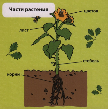 Сундучок знаний BrainBox: Мои первые знания 90740