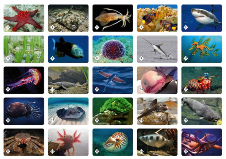 Мемо Подводный мир